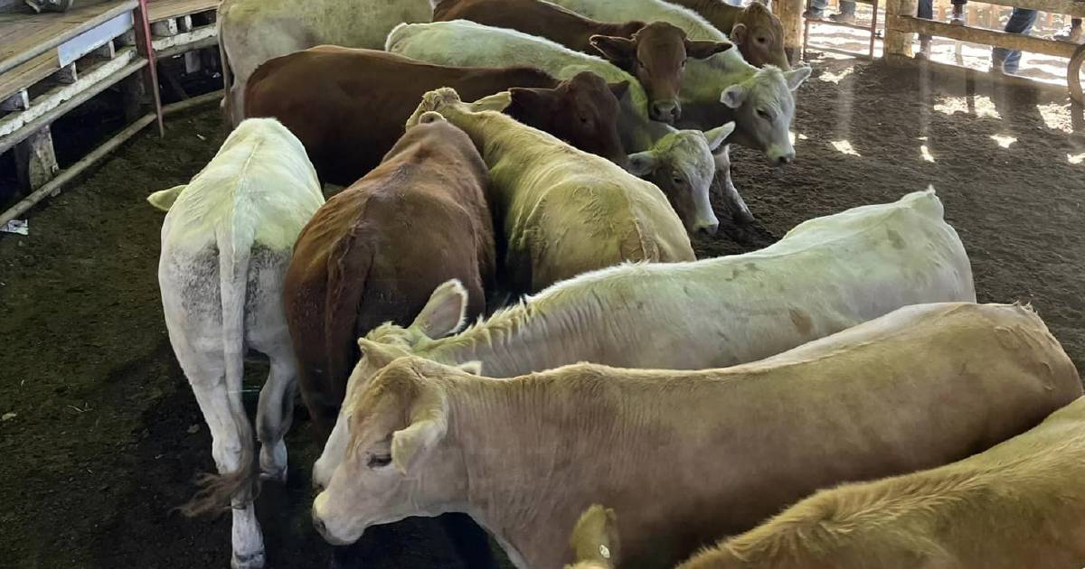 Heifers hold up well in declining market at Laidley