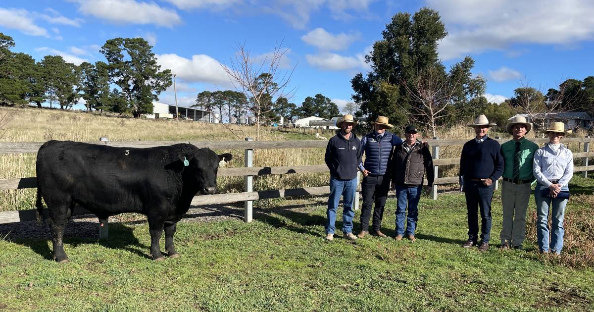 ‘Thrilling’ result for Hazeldean Angus at Cooma | The Land