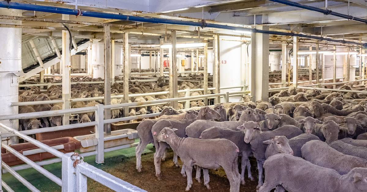 Live export phaseout panel consultation virtual meetings dates and times set register to have your say | Farm Weekly