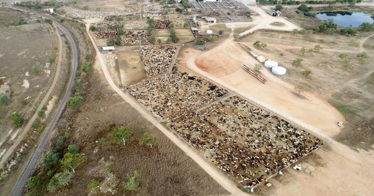 Dalrymple Saleyards to close for live export upgrade