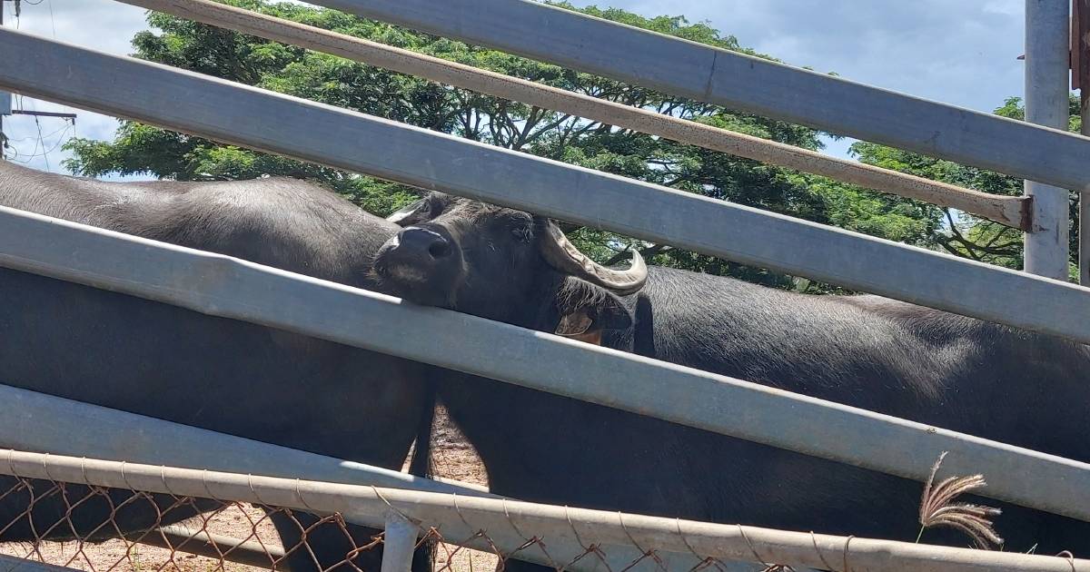 Flooding forces buffalo on 5000km road trip | Queensland Country Life