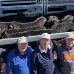 Wagyu bulls with high marbling and high growth trigger careful bidders at inaugural Glen Innes sale | The Land