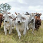 Fund unveils plans to buy farms and cash in on carbon credits