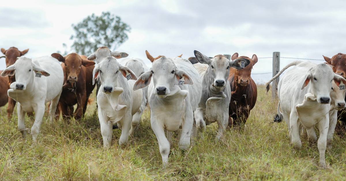 Brahman producers unpack industry issues at annual conference