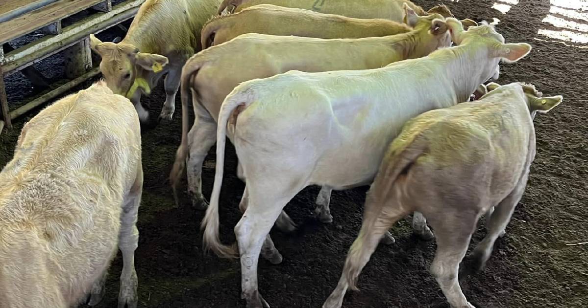 Angus backgrounder steers sell for $1180 at Laidley | Queensland Country Life