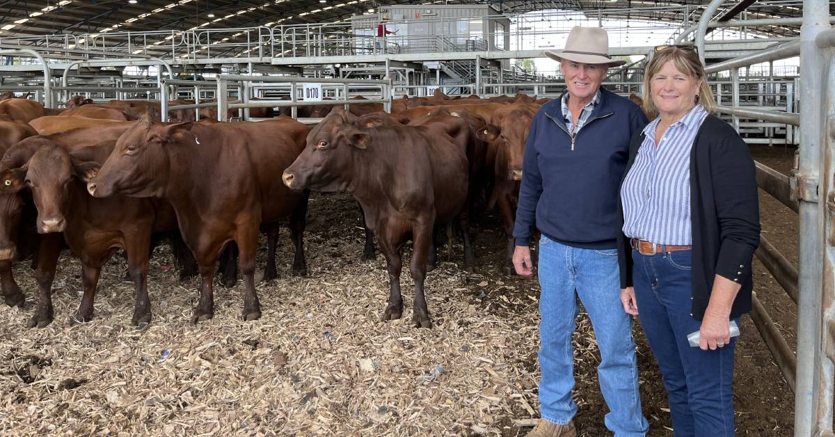 Strong interest has cows with calves reach $2200 top at Forbes store cattle sale | The Land