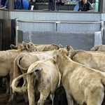 Livestock country with cultivation potential sold at auction