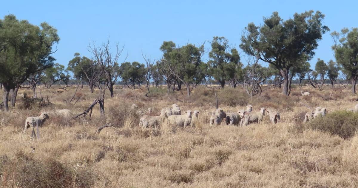 Grazing property sold for above pre-auction expectations