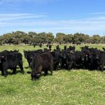 Embracing Country Living with a Diverse Family of Animals in Strath Creek