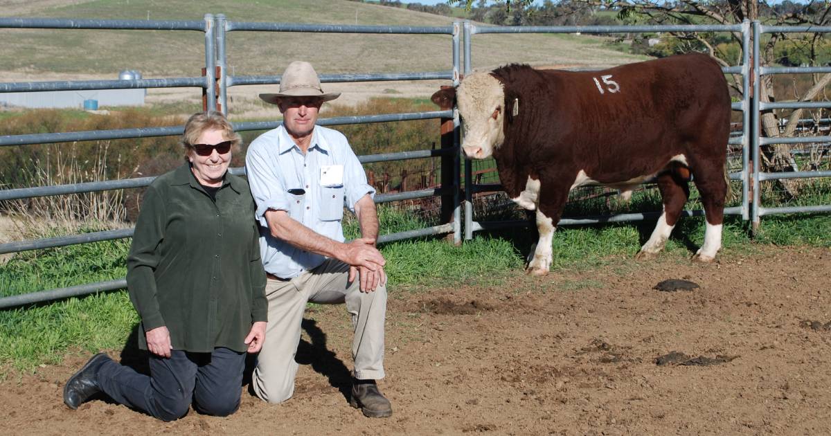 Heifer bulls in demand at Stanford Poll Herefords