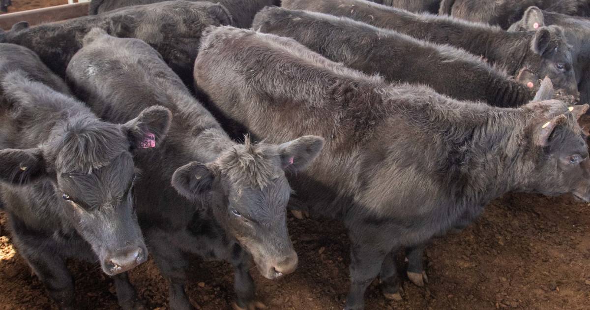 PTIC Angus cows top at $2060 at Dunedoo