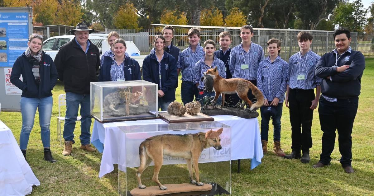 Students get first hand pig industry experience | The Land