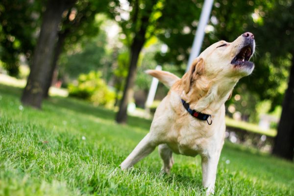 How to stop a visiting dog disturbing the peace, by leading trainer Ben Randall