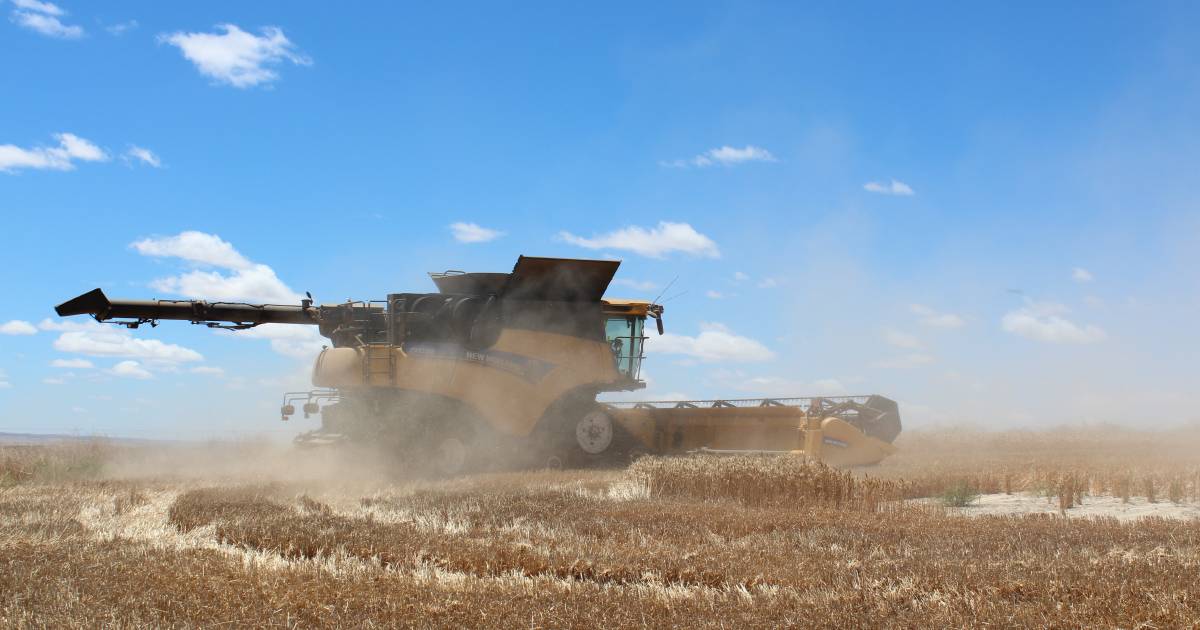 United States and Ukraine wheat appears to be in poor condition, giving Australian wheat a boost | Farm Weekly