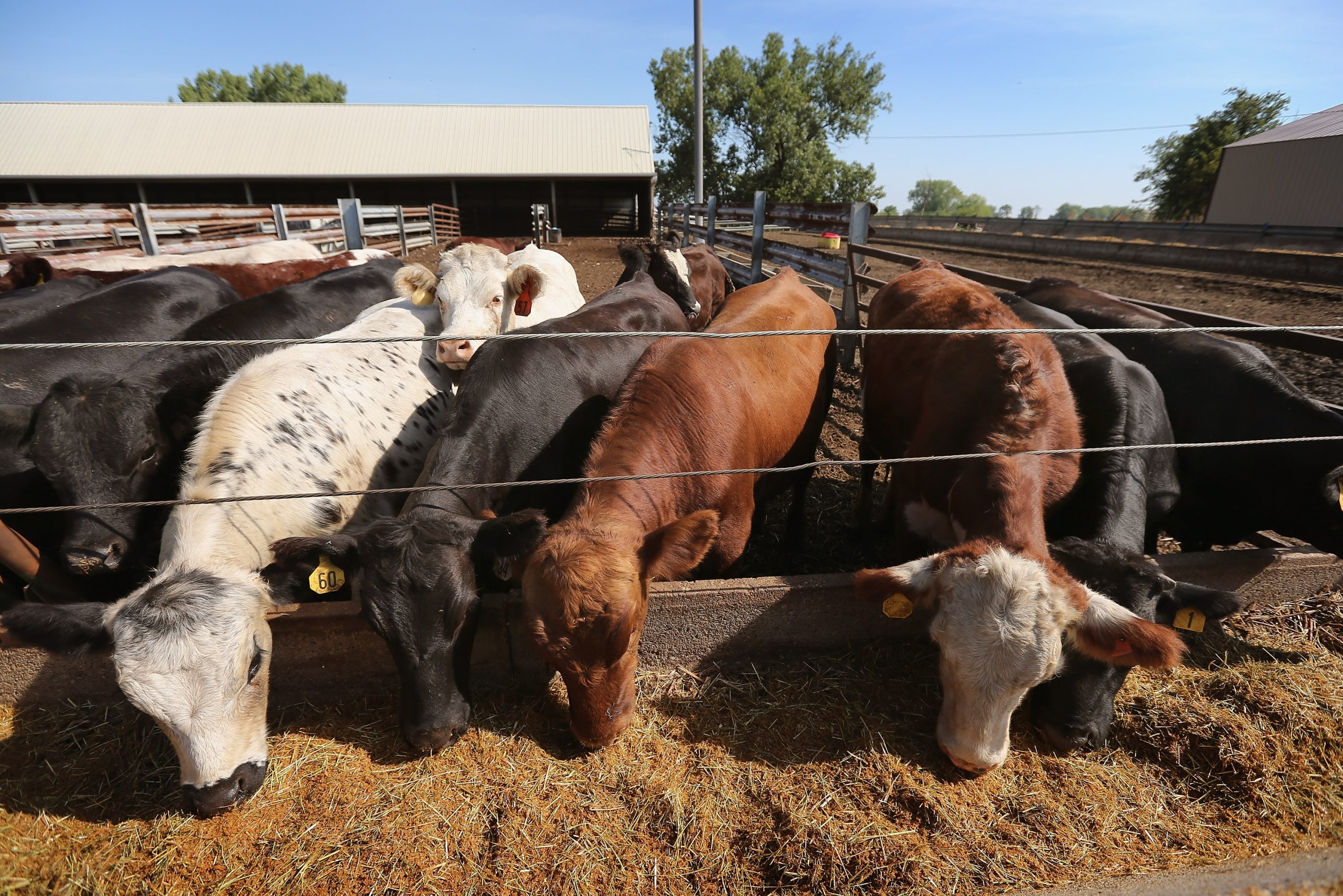 Industry concerns with liver abscesses in finishing cattle