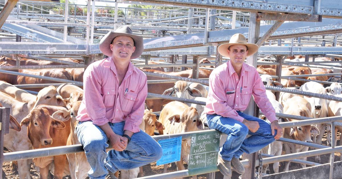 Northern Beef Producers Expo commercial cattle sale at Charters Towers well supported | North Queensland Register