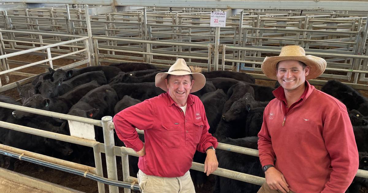 Rain revs up the NSW cattle market | The First Draft