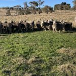 Weaner steers highlight smaller Roma yarding