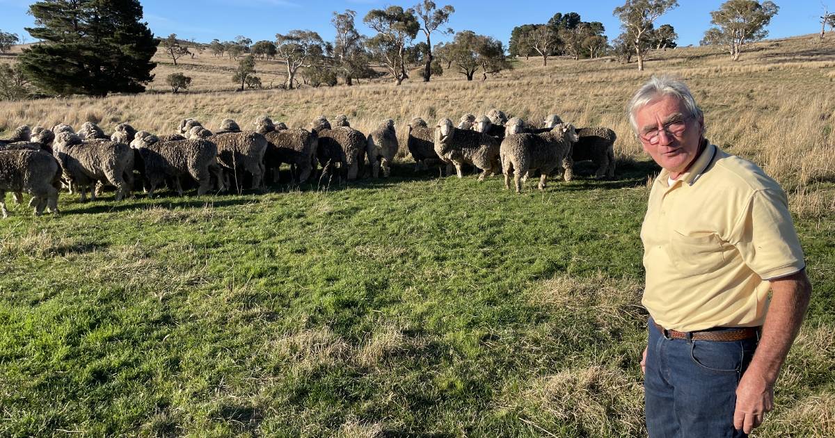 Good genetics is the key to Merino ewe success| Photos