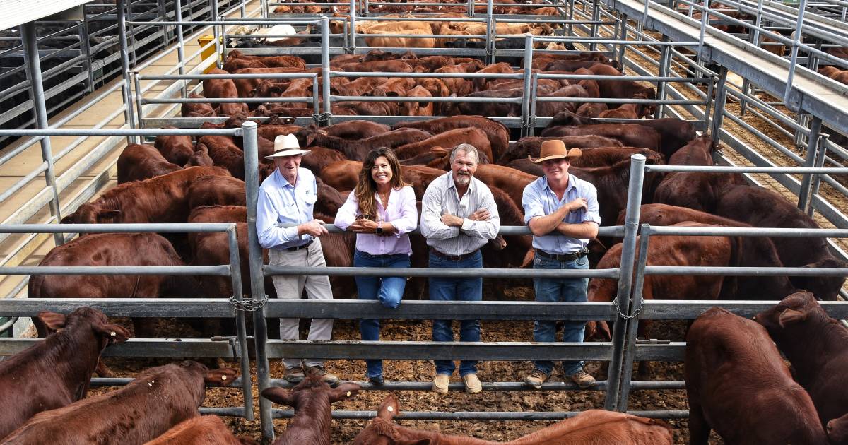 Outstanding quality drives prices at Emerald weaner and feeder sale