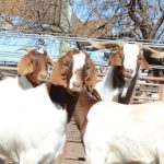 Tasmanian farmer awarded young grower of 2023