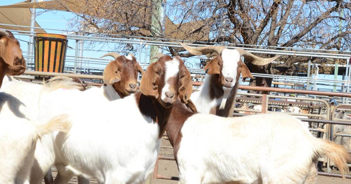 A goat extension officer will help drive the industry forward | The Land