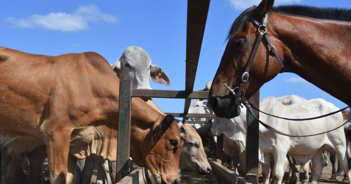 Watering points inadequate, boss drover Bill Little says | North Queensland Register