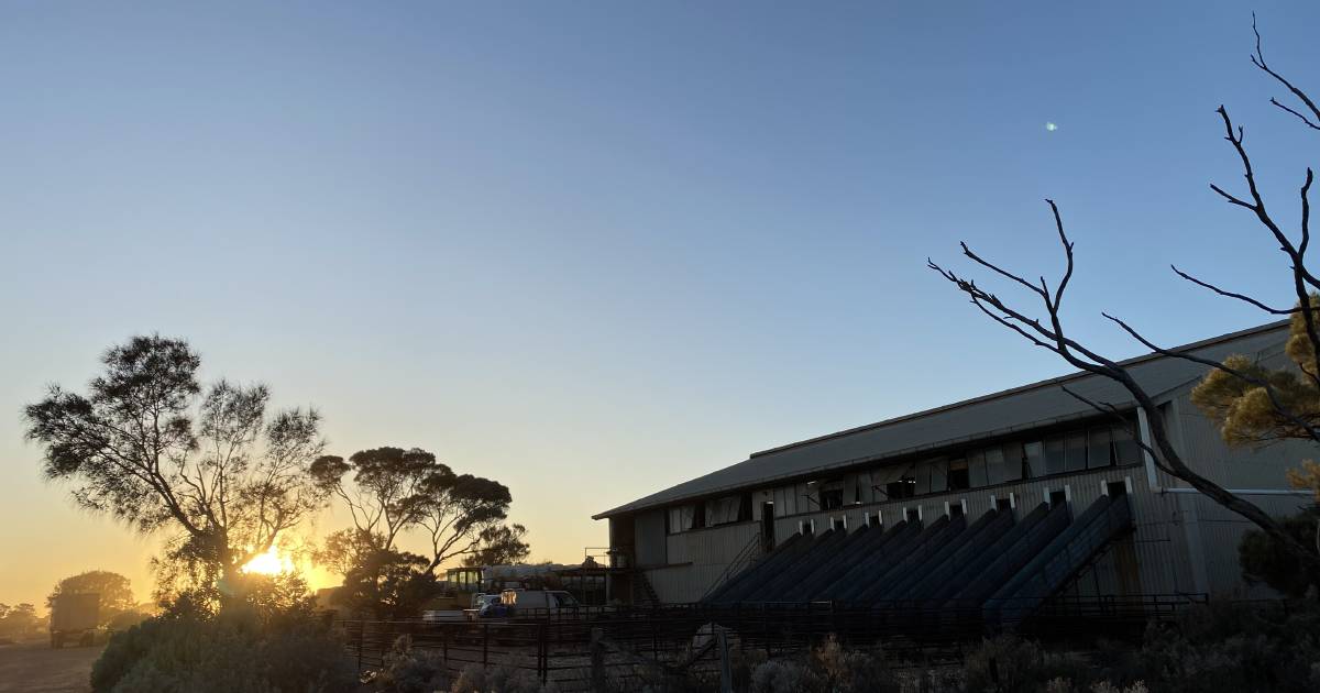 Thoughts of fruit picking soon forgotten in thrill of the shearing shed