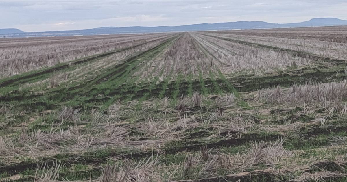 Complex change to zero-till farming documented