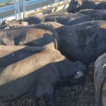 Droughtmaster Society makes its presence known at Northern Beef Producers Expo in Charters Towers | North Queensland Register