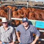 Quality cattle country heads to auction