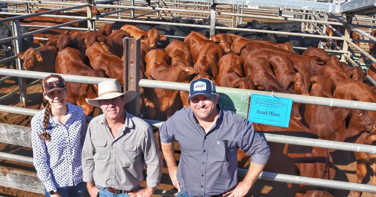 Droughtmaster Society makes its presence known at Northern Beef Producers Expo in Charters Towers | North Queensland Register