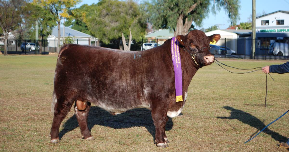 Shorthorns shine at national show