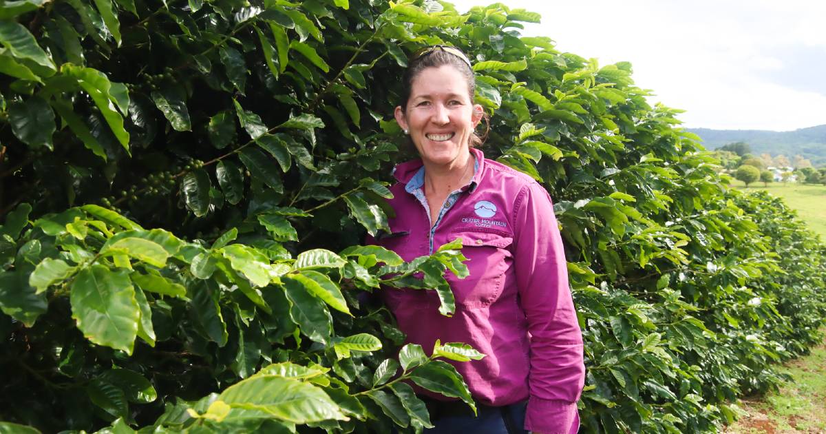 FNQ home to Australia's highest altitude coffee