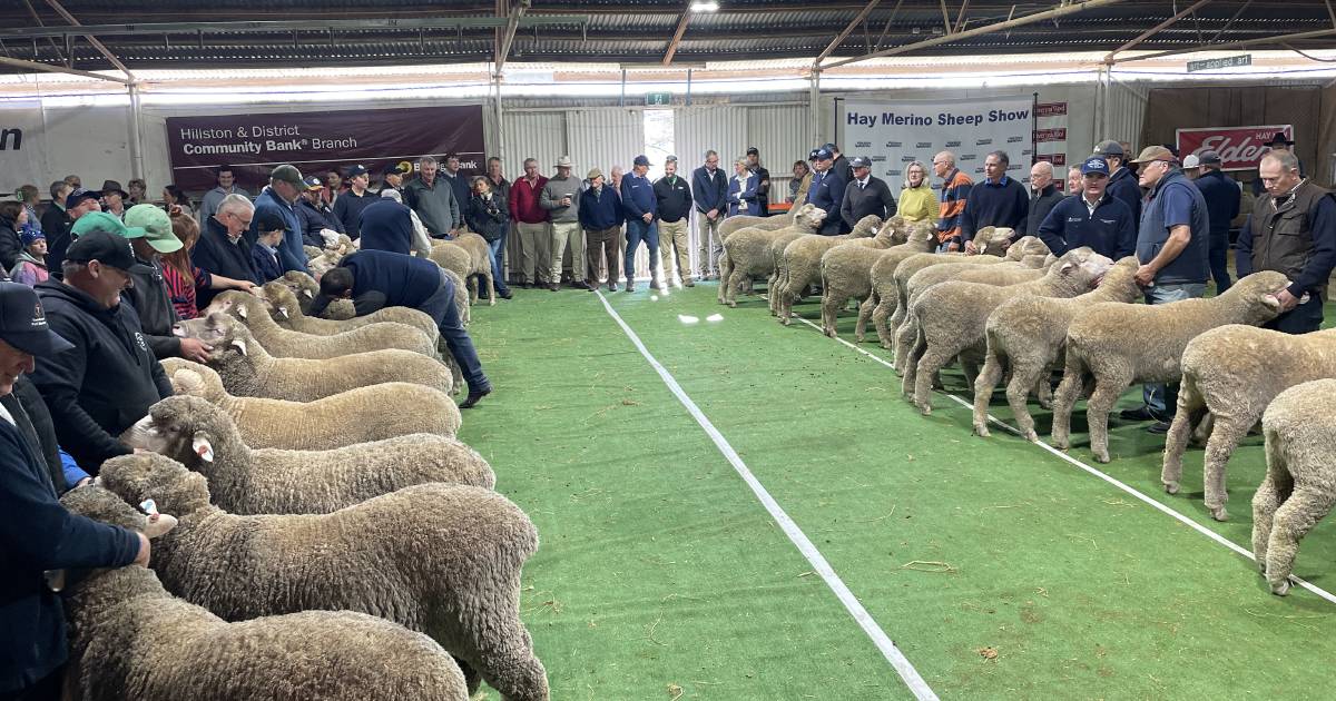 Hay Sheep Show| Photos