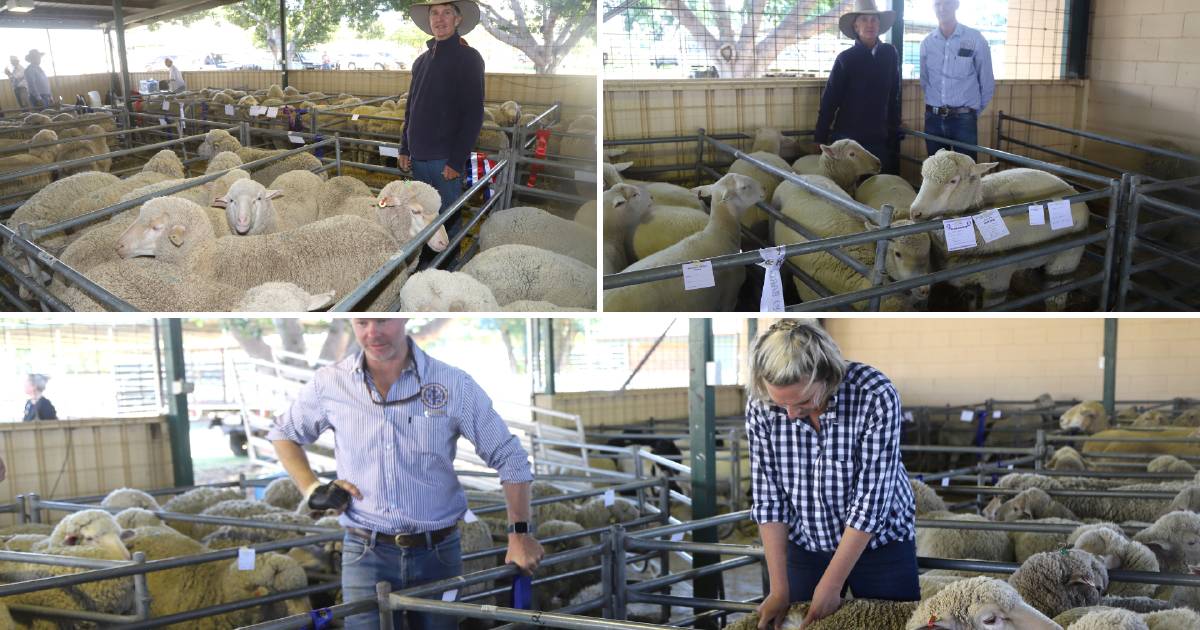 Diehard Merino producer’s wool and meat sheep double at Barcy Show | Queensland Country Life