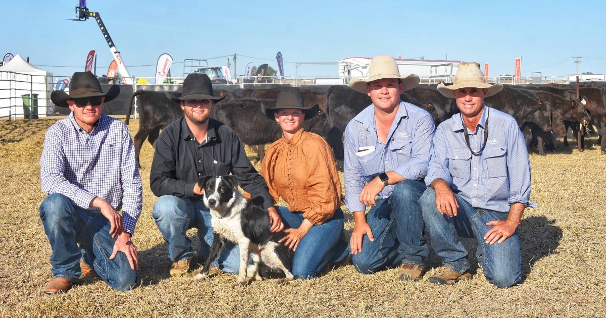 Border Collies sell to $12,000 at Emerald's Wroe and Co working cattle dog auction