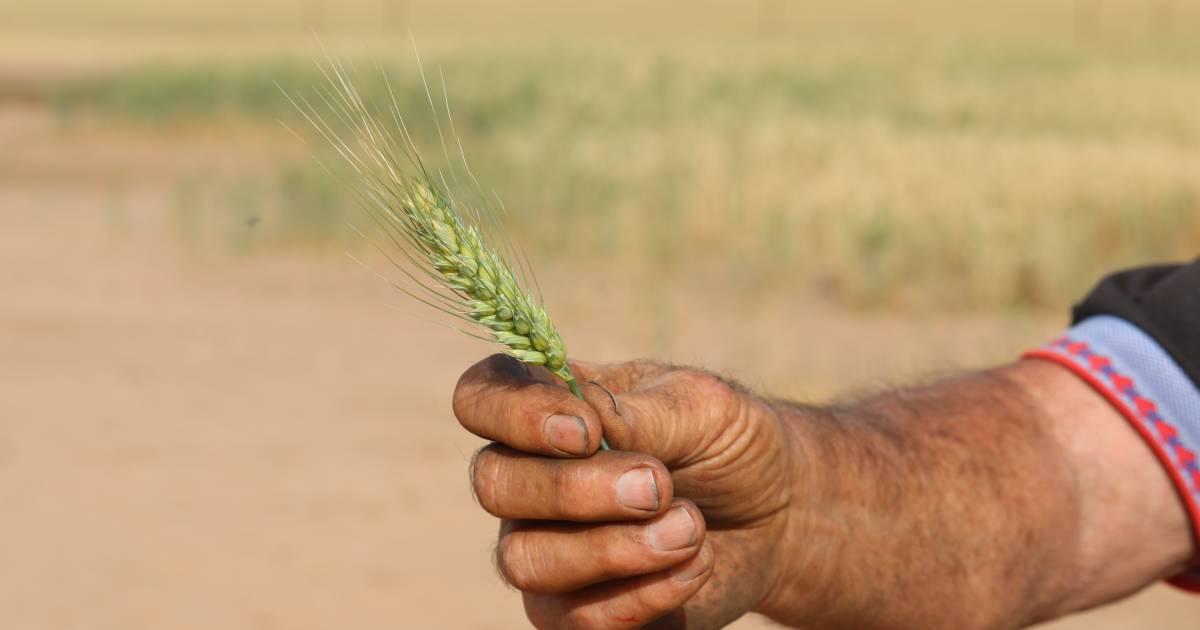 Indian wheat imports appear inevitable…