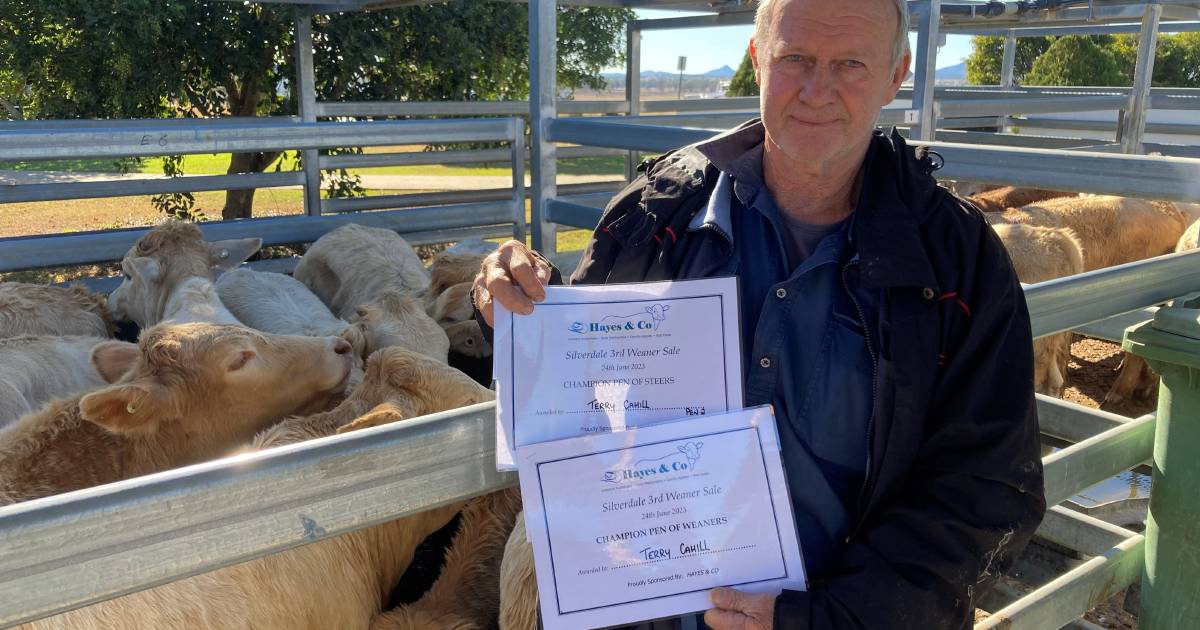 Charolais cross weaners dominate at Silverdale