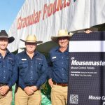 Kindee Pastoral Co turns off 700 weaners at Roma sale