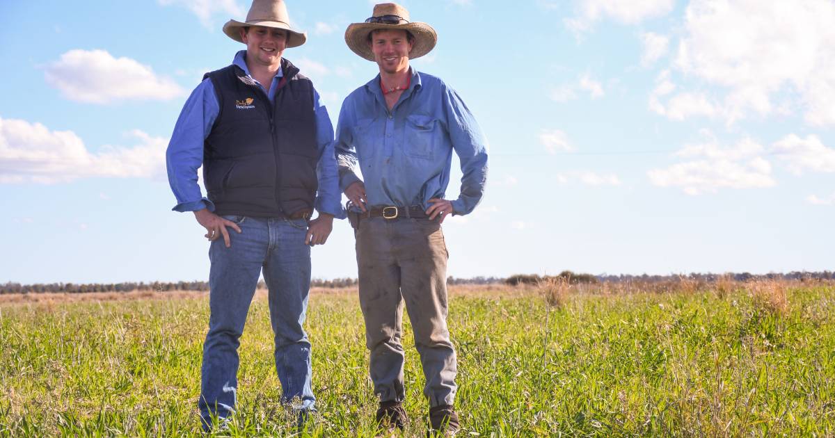 Season produces 'perfect storm' for feral pig explosion