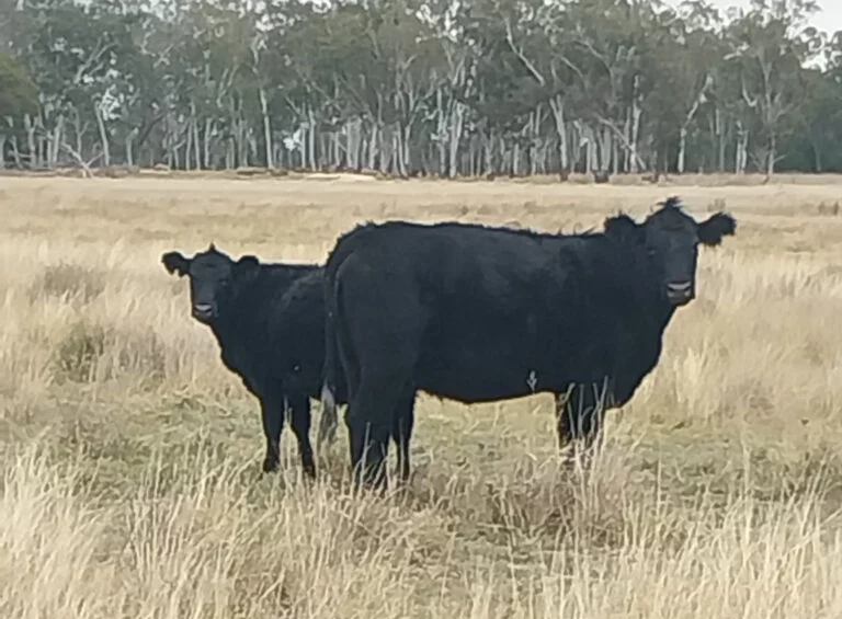 Police searching for dozens of Angus breeders stolen in Qld