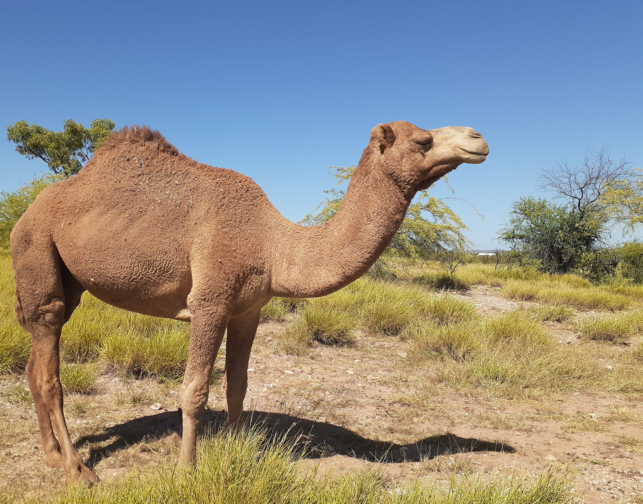 Camels can integrate well with cattle and help control weeds, study