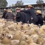 Longreach cattle sale opens on softer market