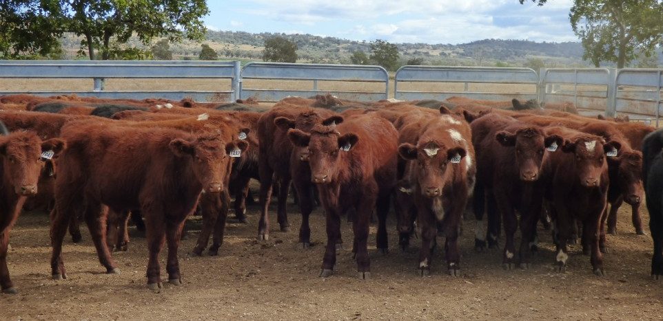 Young steers and heifers show some recovery in online trading