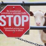 SE Asia Report: Build up to Qurban, Live Export Trade Remains Slow