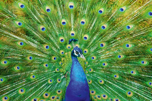 Peacocks: Everything you need to know about ‘the limousine of the avian kingdom’