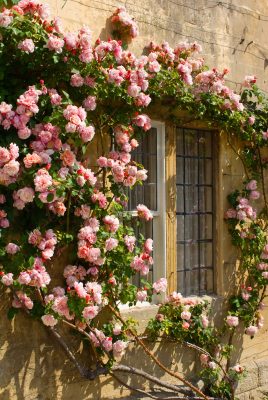 The rose variety that’s ridiculously easy to grow: ‘Stuff some cuttings into the soil and two years later, they’ll be flourishing’