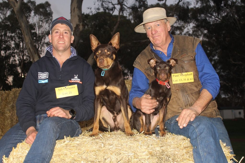 Kelpies sell to $25,000 at Casterton working dog auction