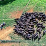 Qld secure fourth bull riding State of Origin championship